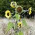 0022.jpg